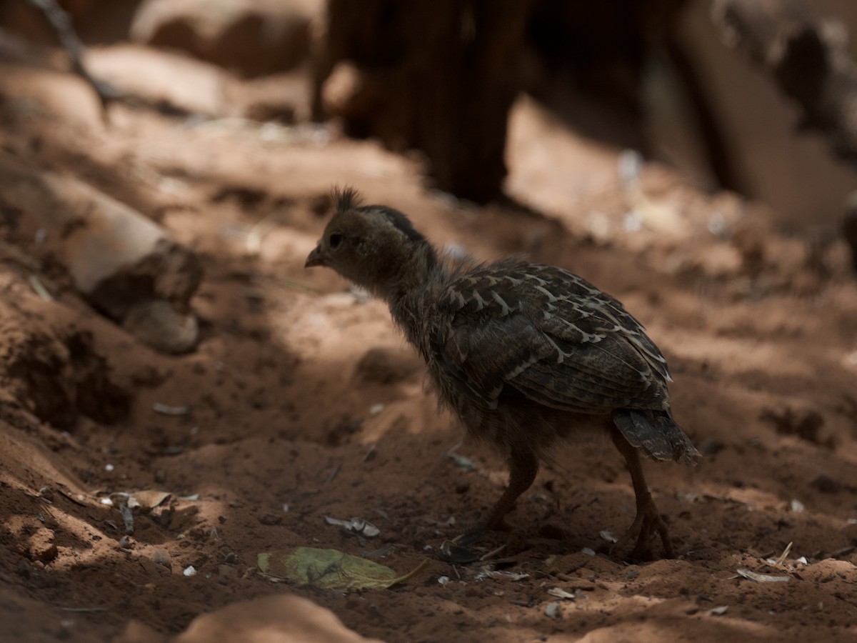 Gambel's Quail - ML619693783