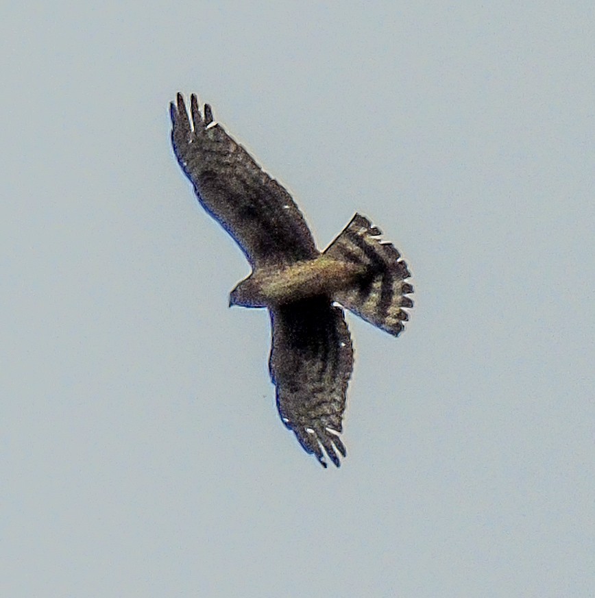 Cinereous Harrier - ML619693785