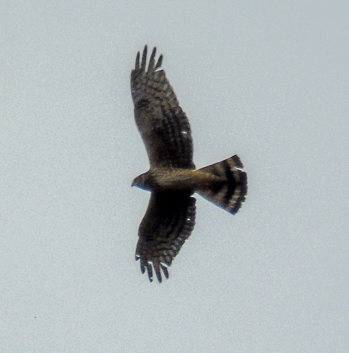 Cinereous Harrier - ML619693786
