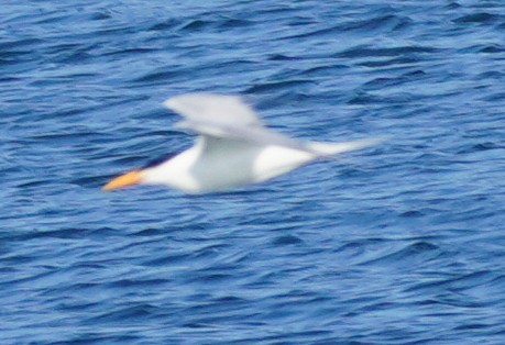 Royal Tern - ML619693796