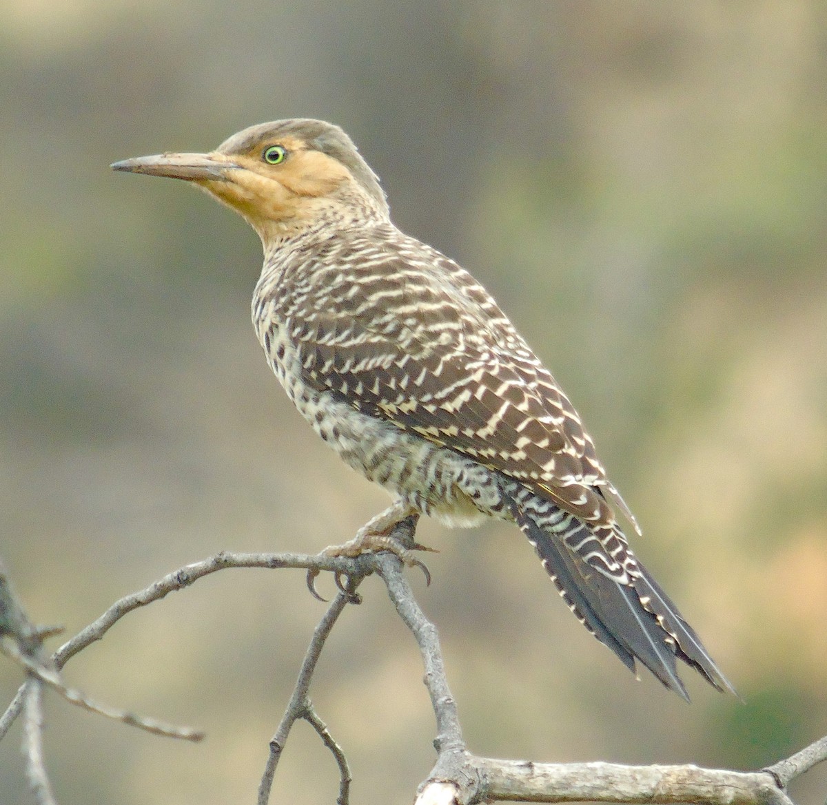 Chilean Flicker - ML619693798