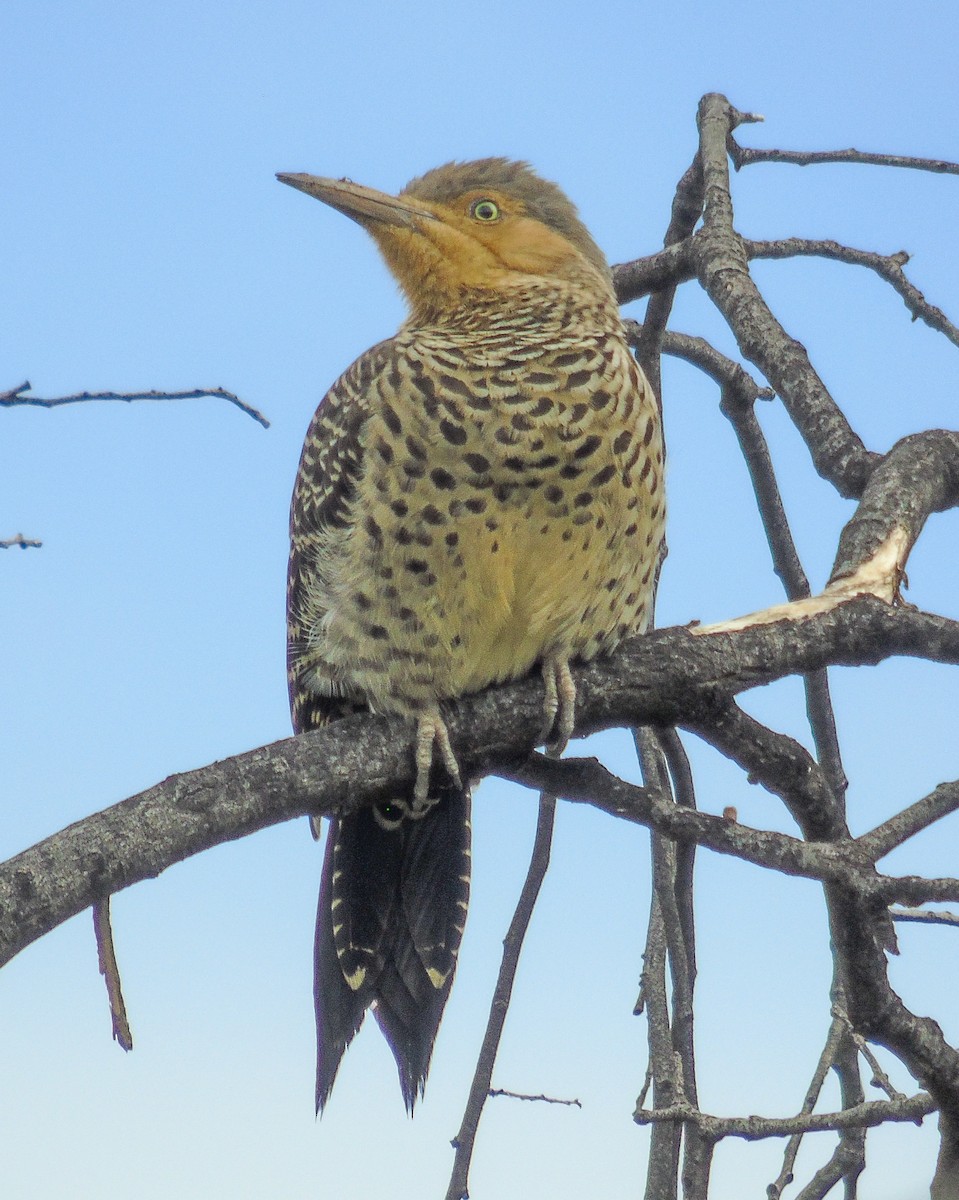 Chilean Flicker - ML619693799