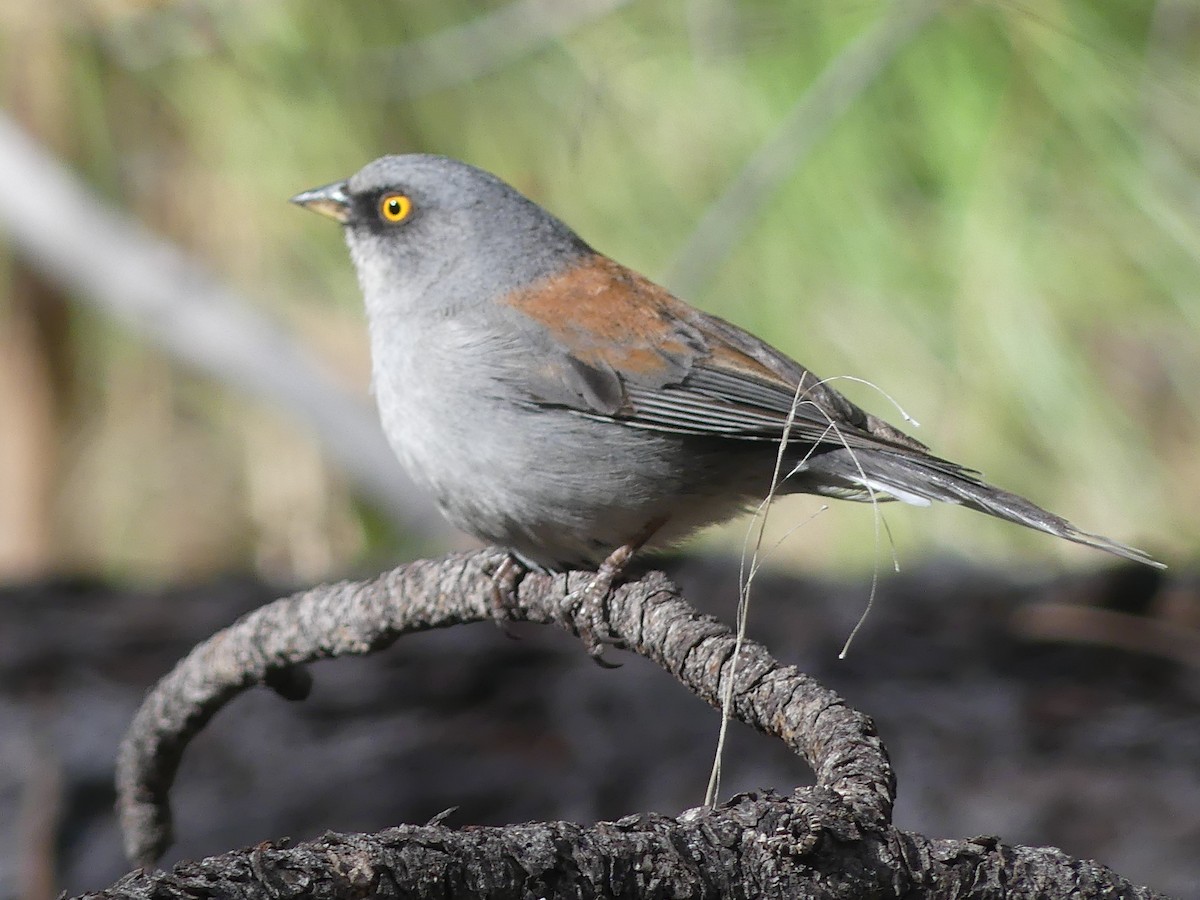 Yellow-eyed Junco - Christopher Curwen