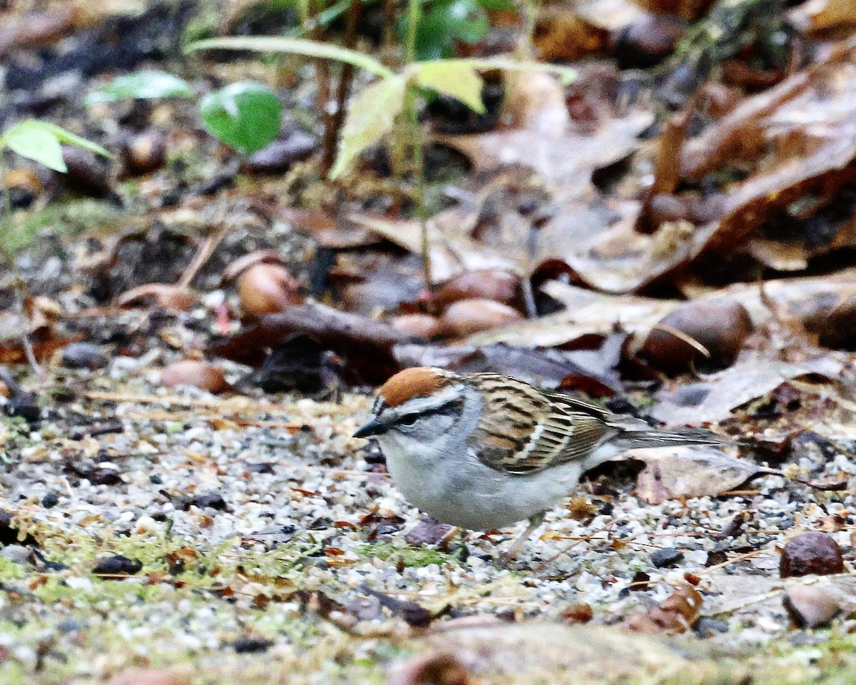 Chipping Sparrow - ML619693804