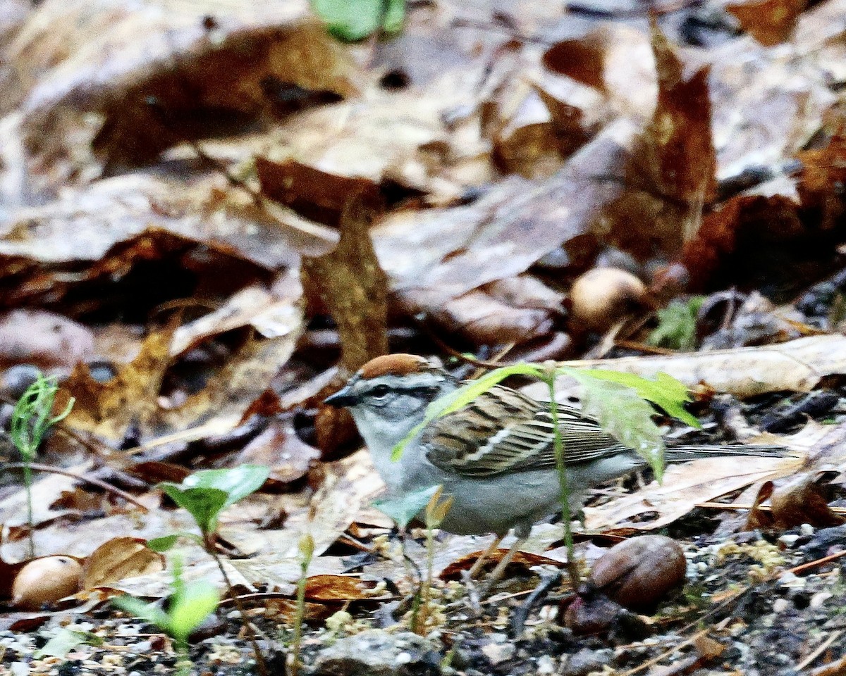 Chipping Sparrow - ML619693805