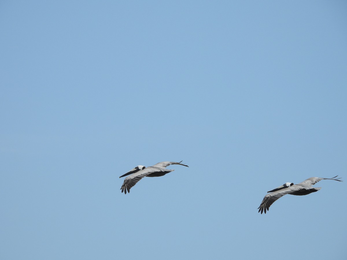 pelikán hnědý (ssp. carolinensis) - ML619693807