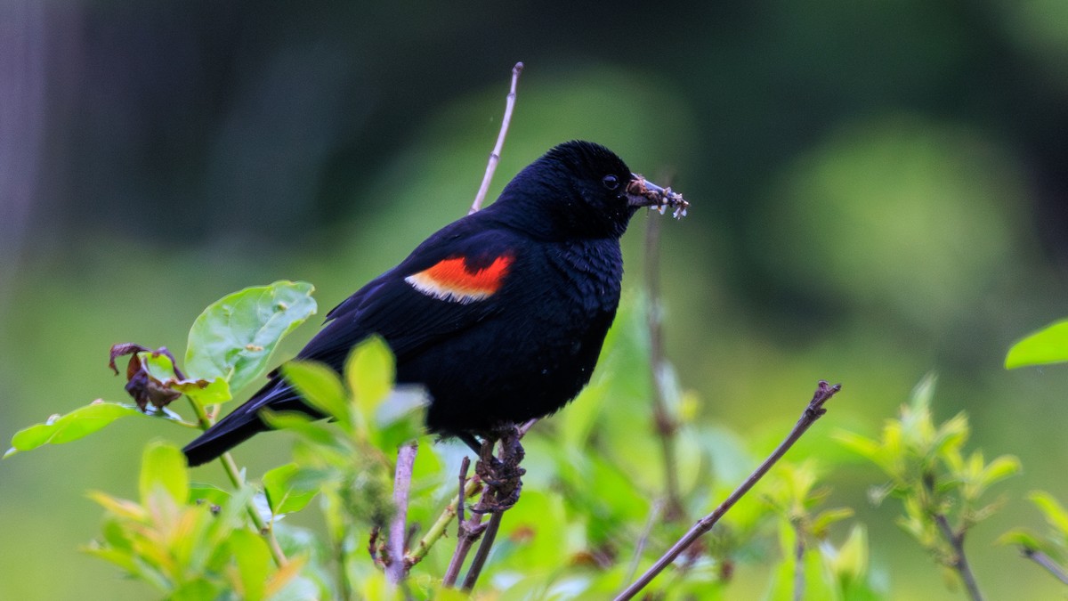Red-winged Blackbird - ML619693813