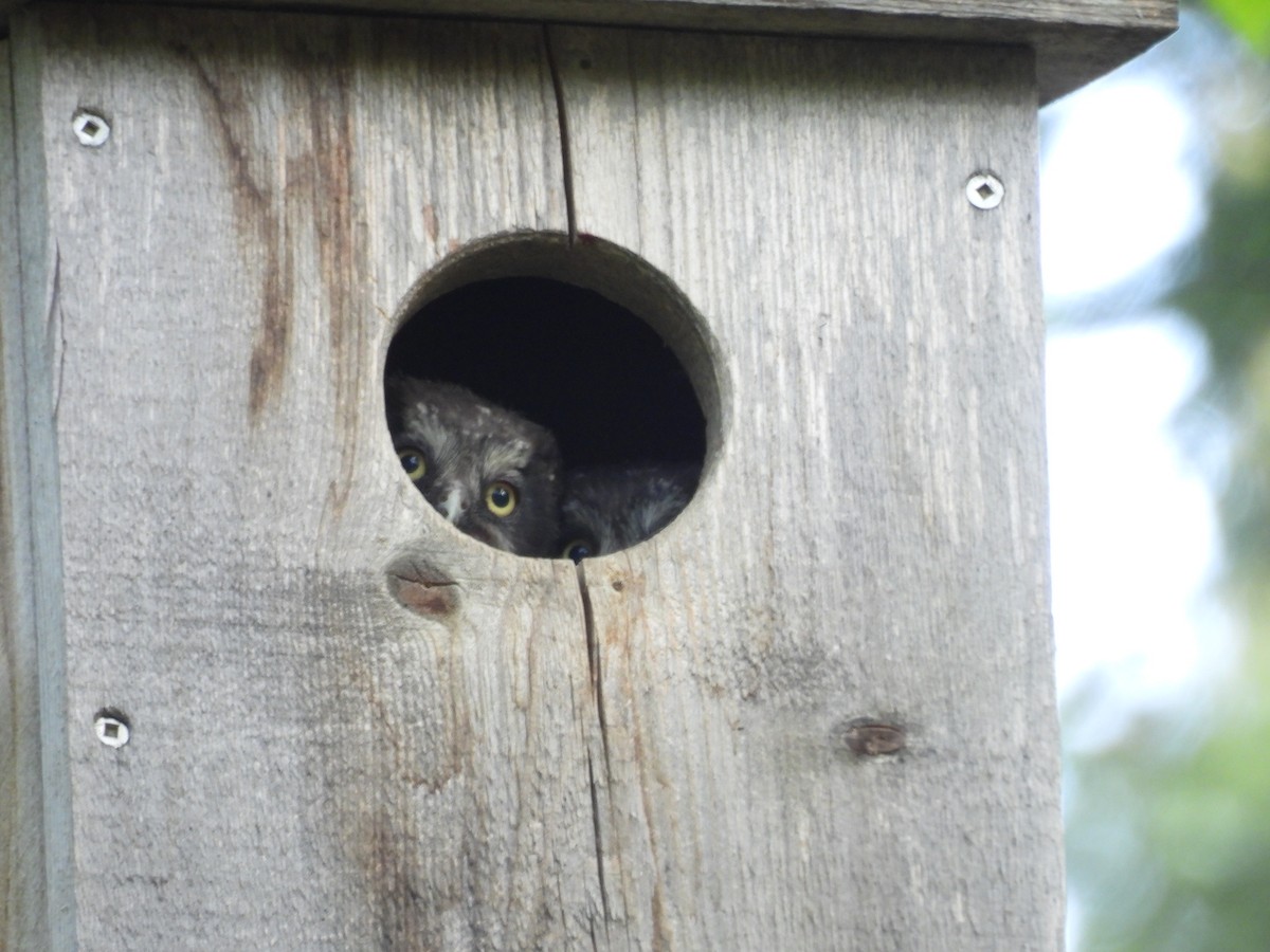 Boreal Owl - ML619693821