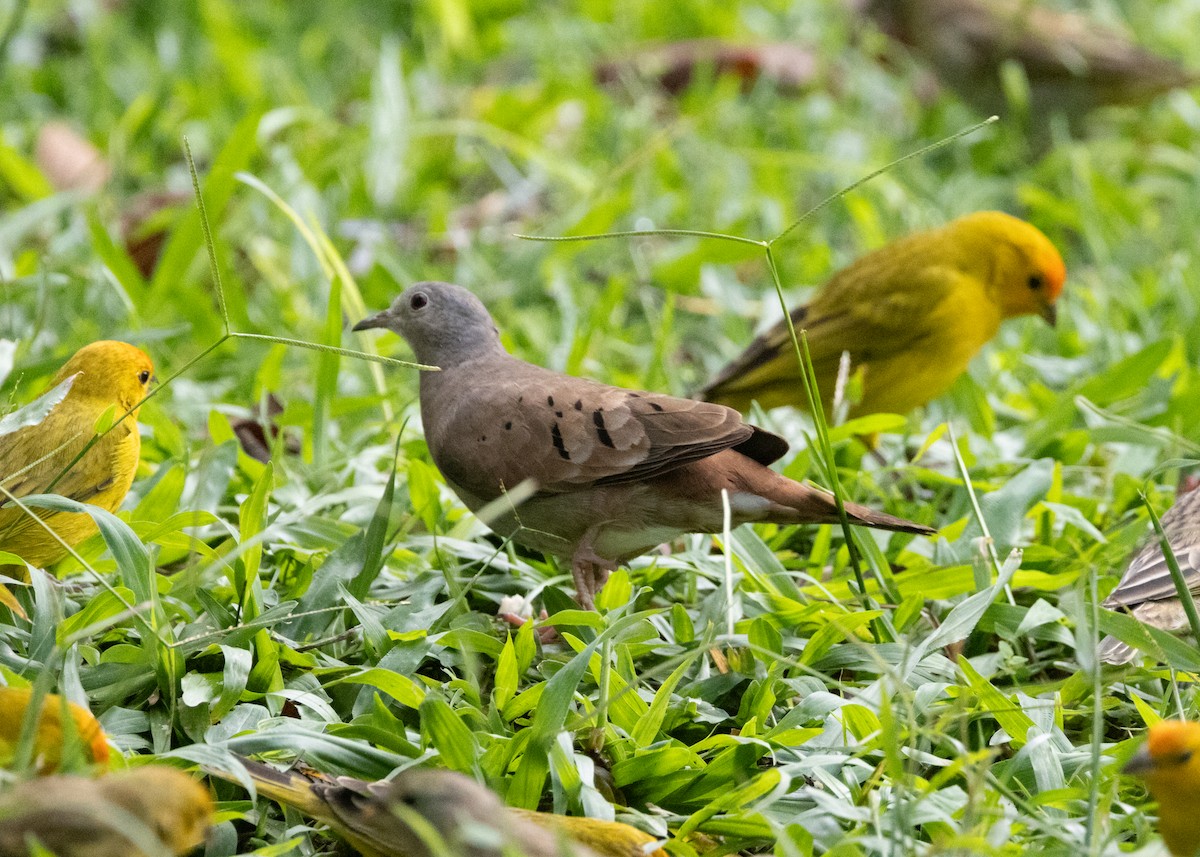 Ruddy Ground Dove - ML619693852