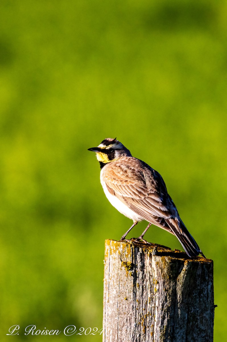 Horned Lark - ML619693854