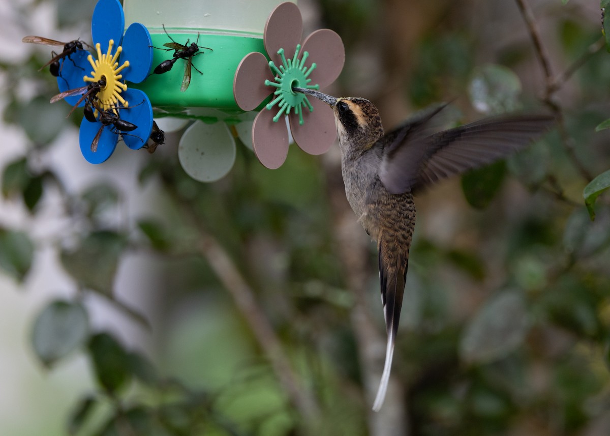 kolibřík šupinkohrdlý - ML619693862