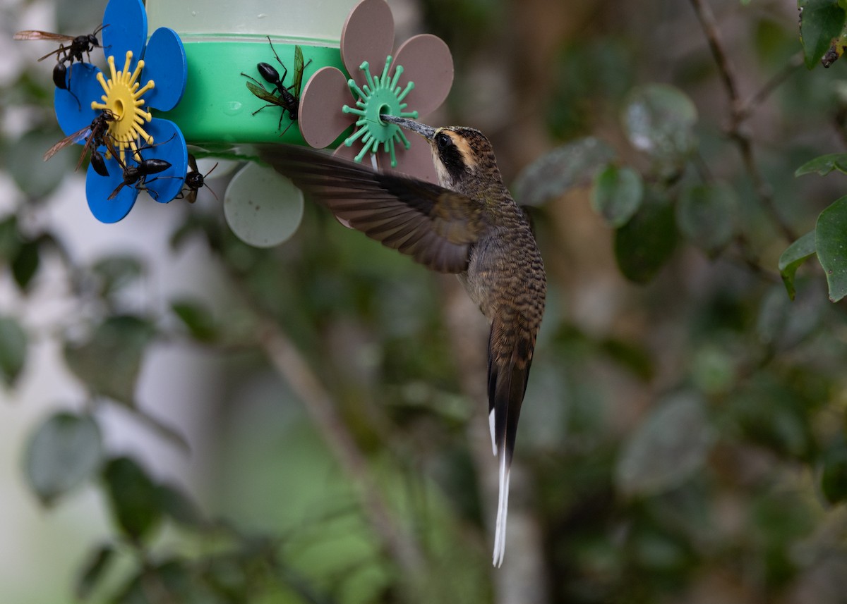 kolibřík šupinkohrdlý - ML619693863
