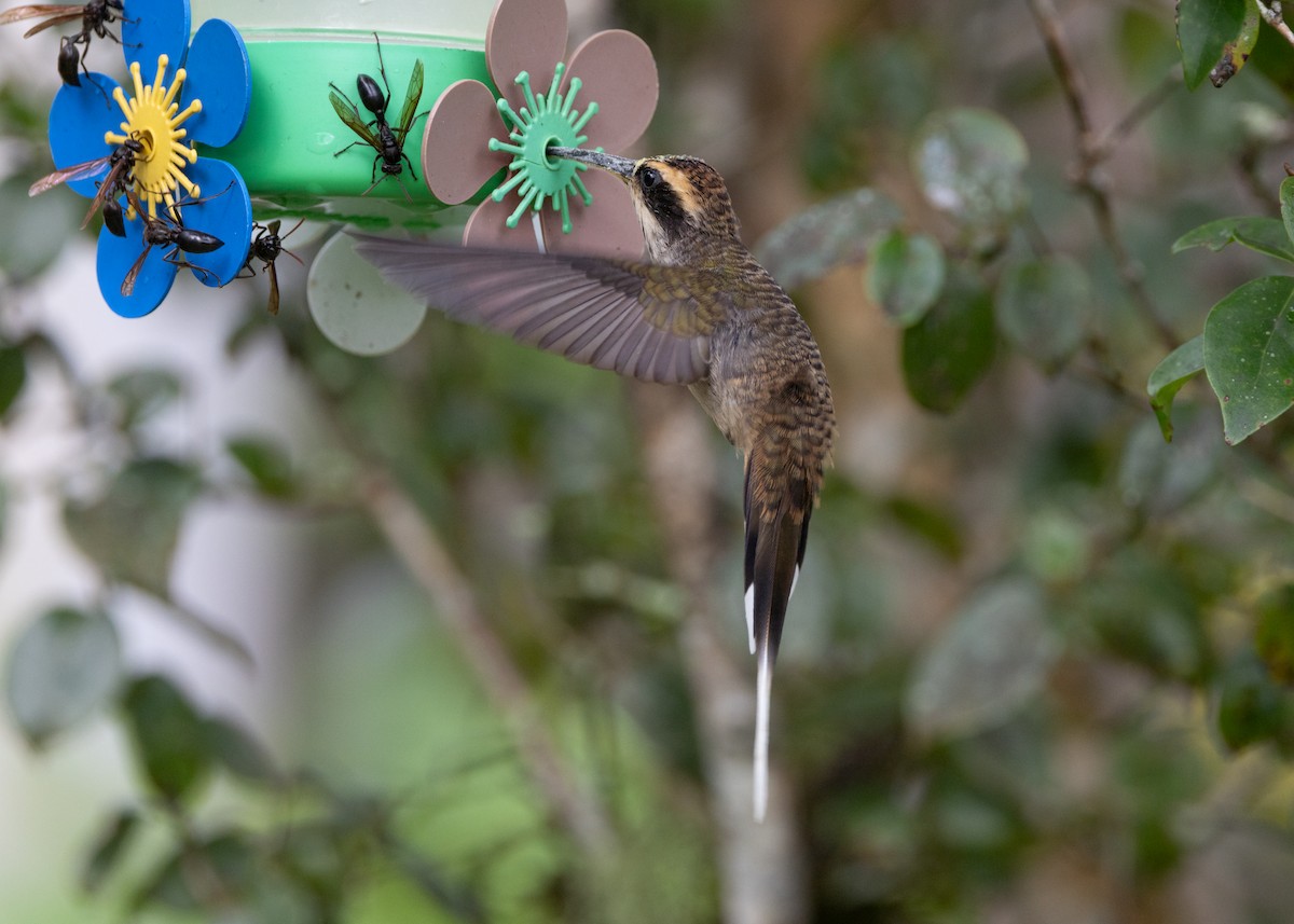 Scale-throated Hermit - ML619693864