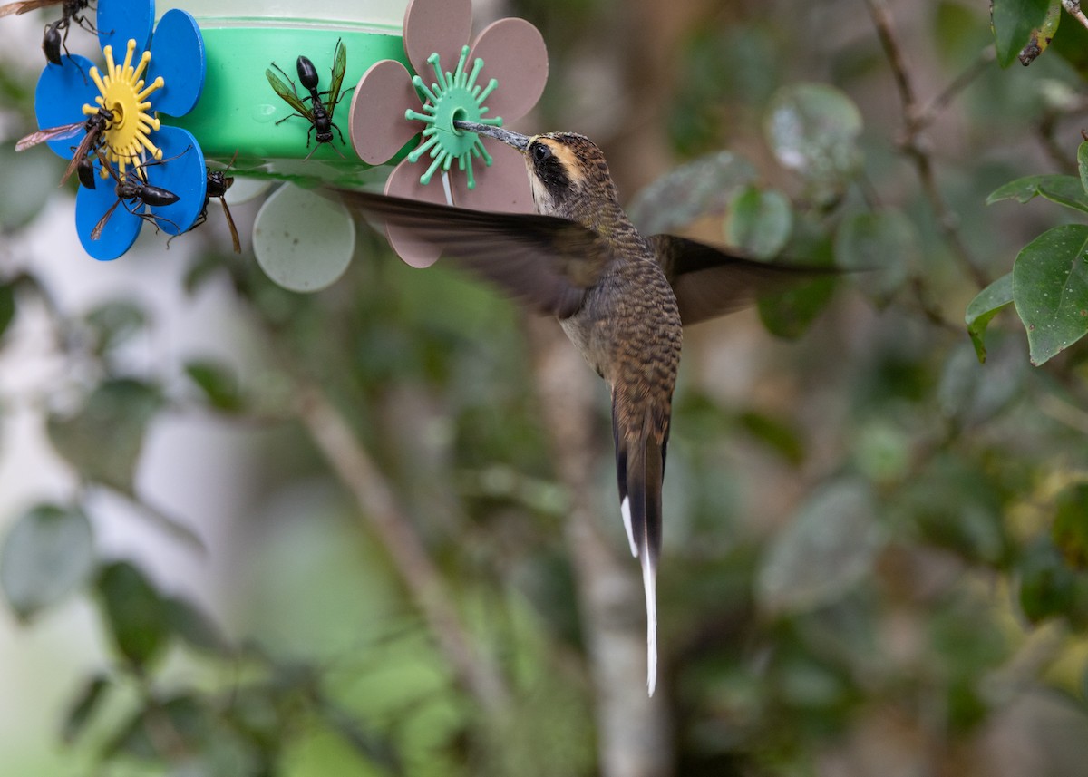 Scale-throated Hermit - ML619693865