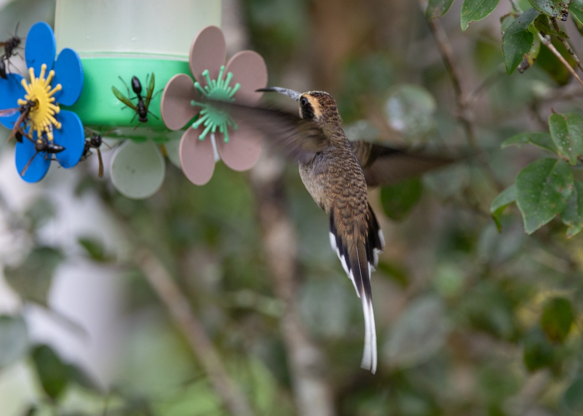kolibřík šupinkohrdlý - ML619693867