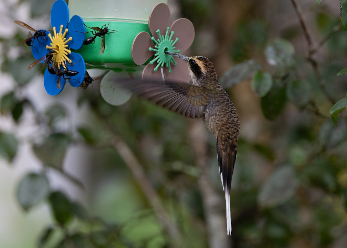 Scale-throated Hermit - Silvia Faustino Linhares