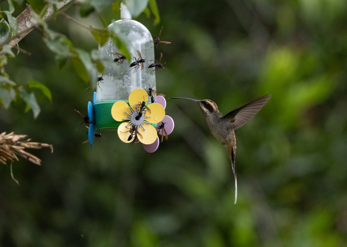 kolibřík šupinkohrdlý - ML619693874