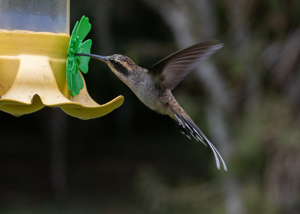 Scale-throated Hermit - ML619693877