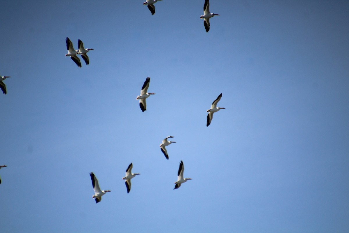 American White Pelican - ML619693884