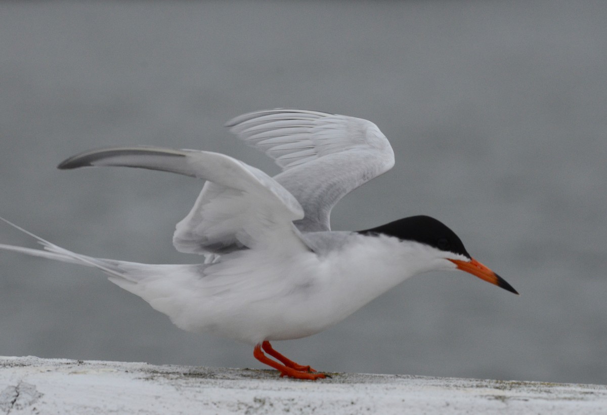 Forster's Tern - ML619693900