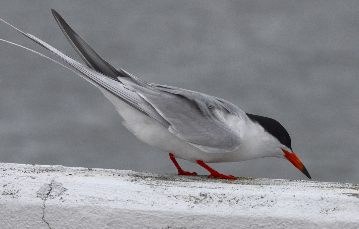 Forster's Tern - Andrew Mack