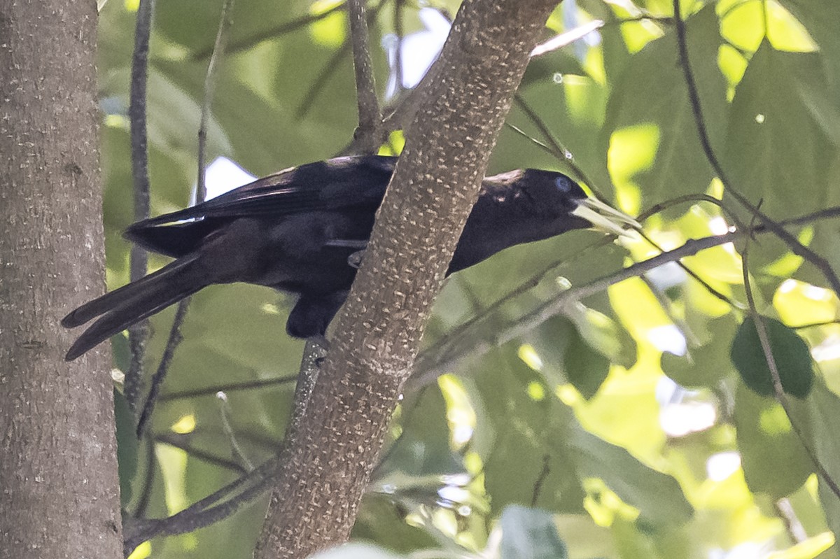 Red-rumped Cacique - ML619693922