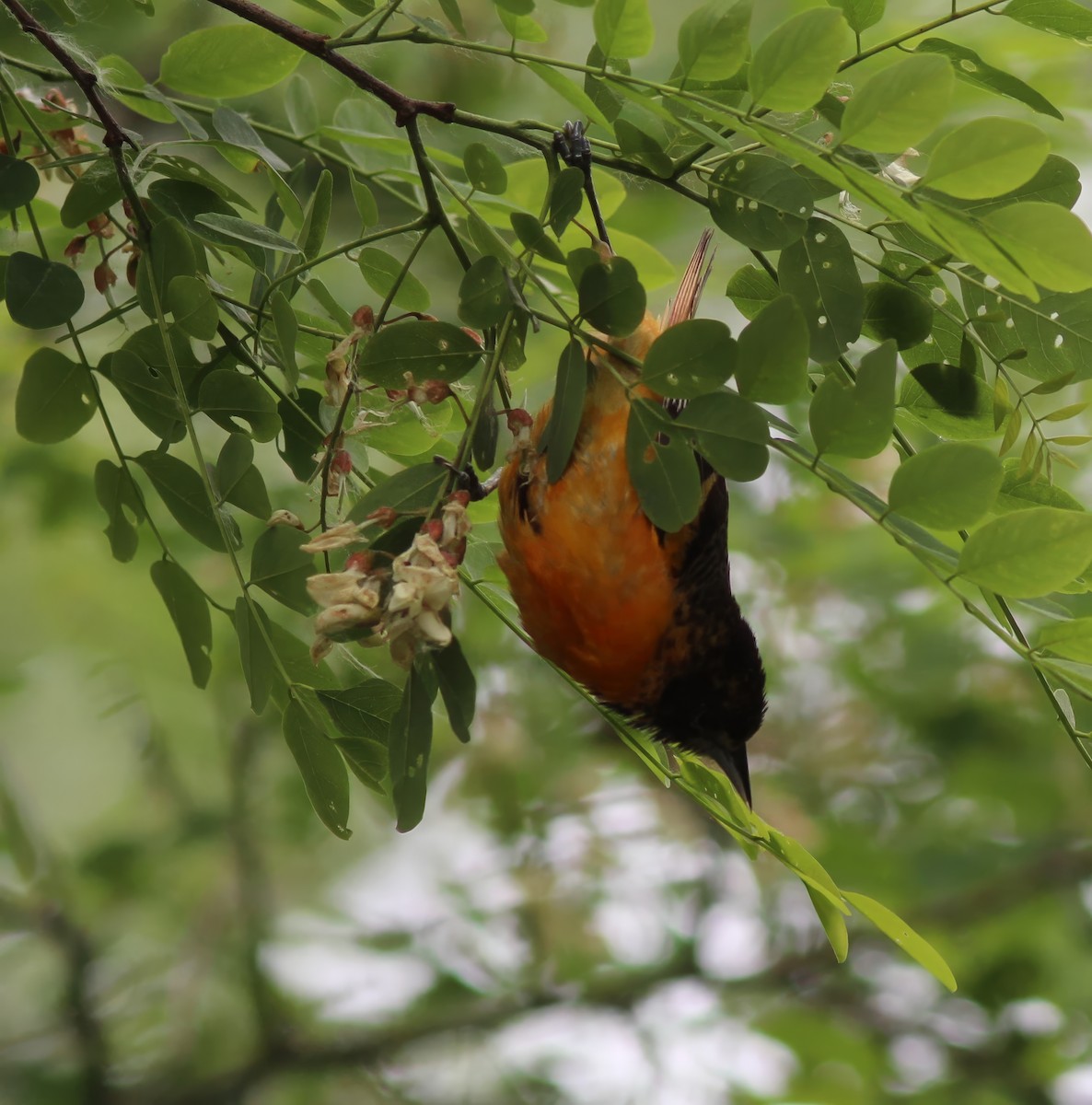 Baltimore Oriole - Karen Lucas