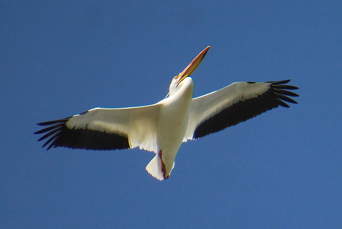 pelikán severoamerický - ML619693936