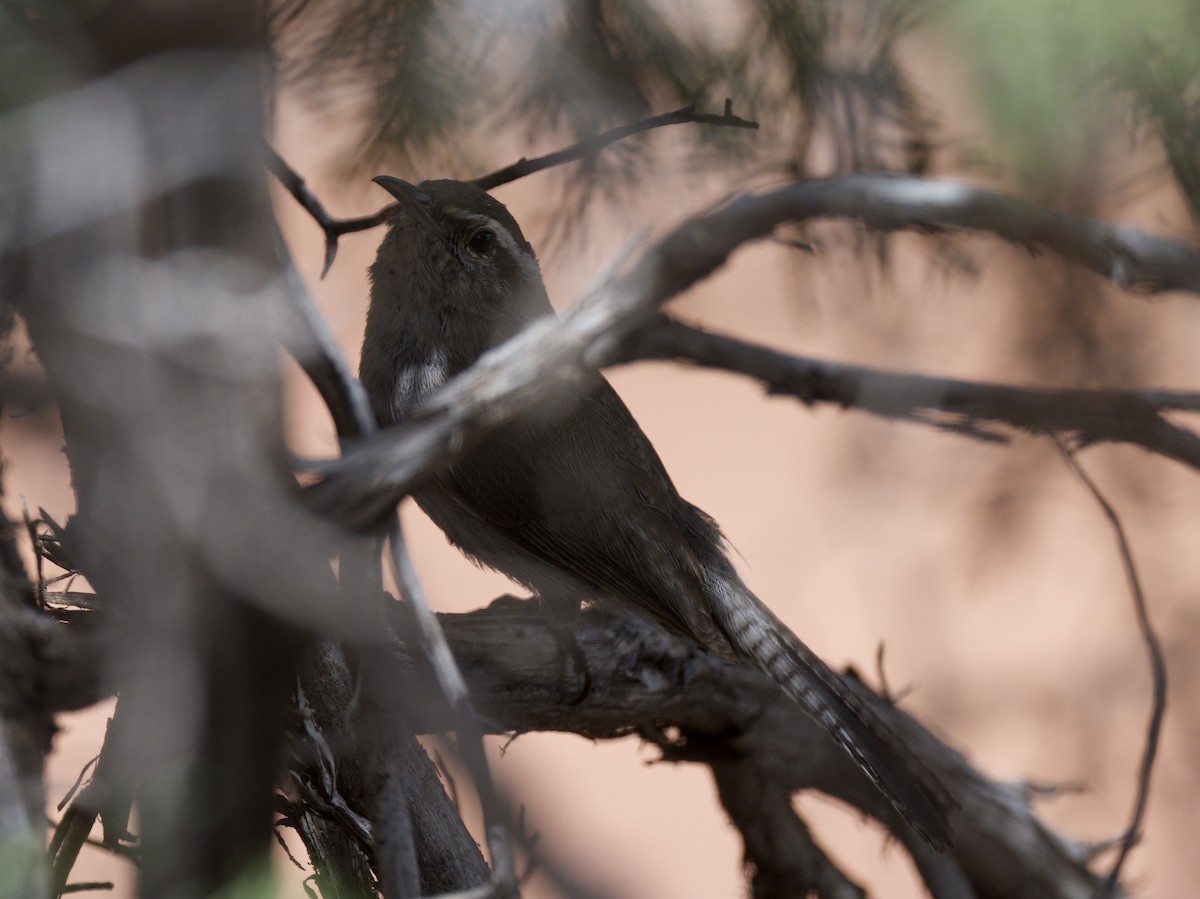 Bewick's Wren - ML619693938