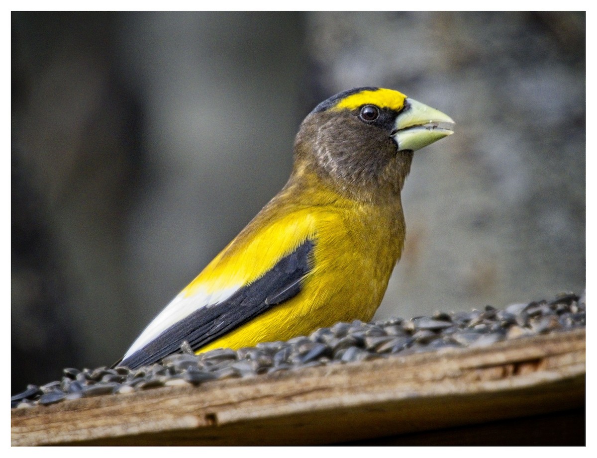 Evening Grosbeak - ML619693939