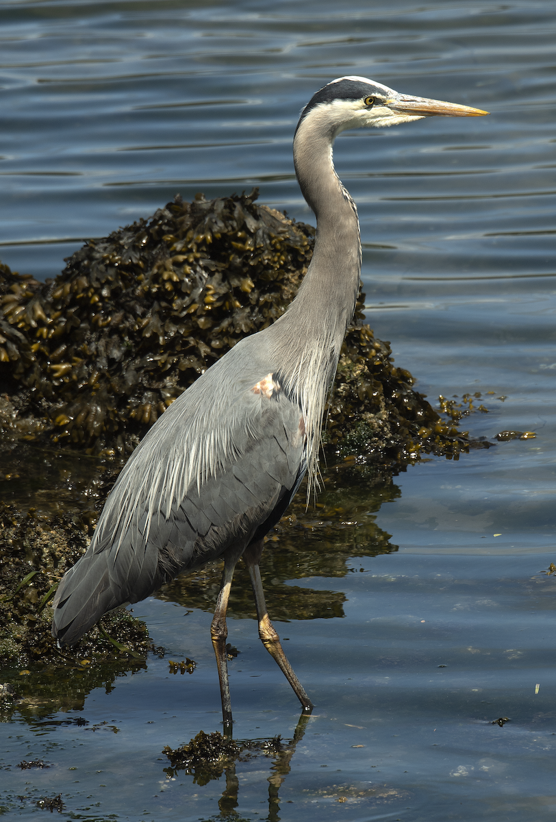 Great Blue Heron - ML619693942