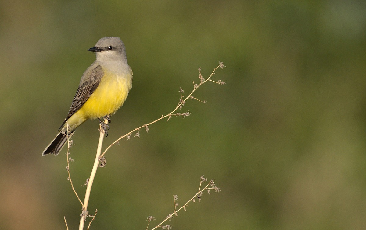 Western Kingbird - ML619693946