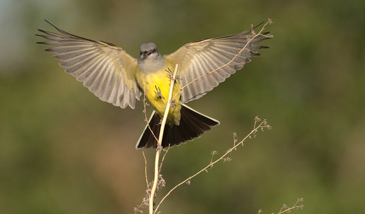 Western Kingbird - ML619693947