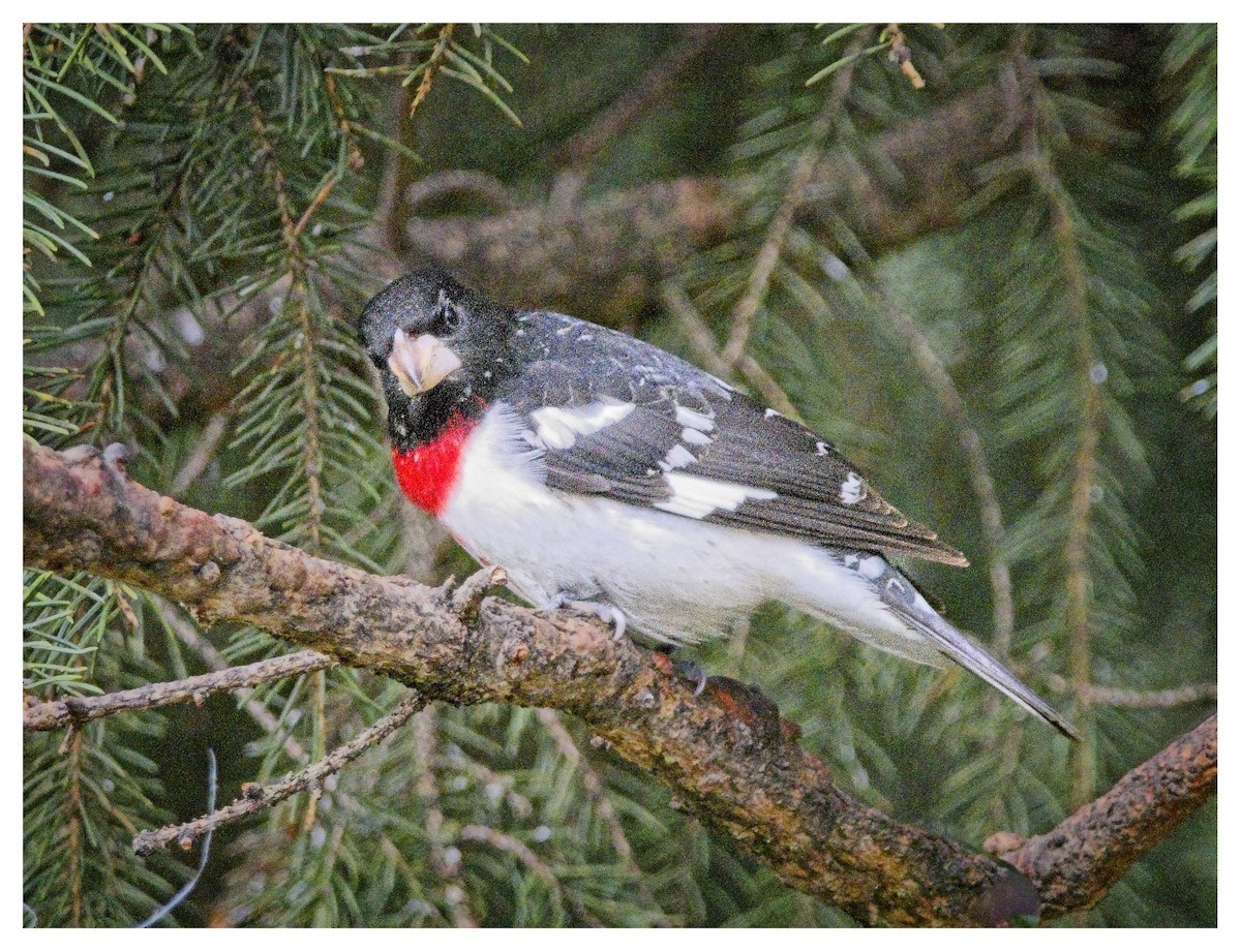 Rose-breasted Grosbeak - ML619693948