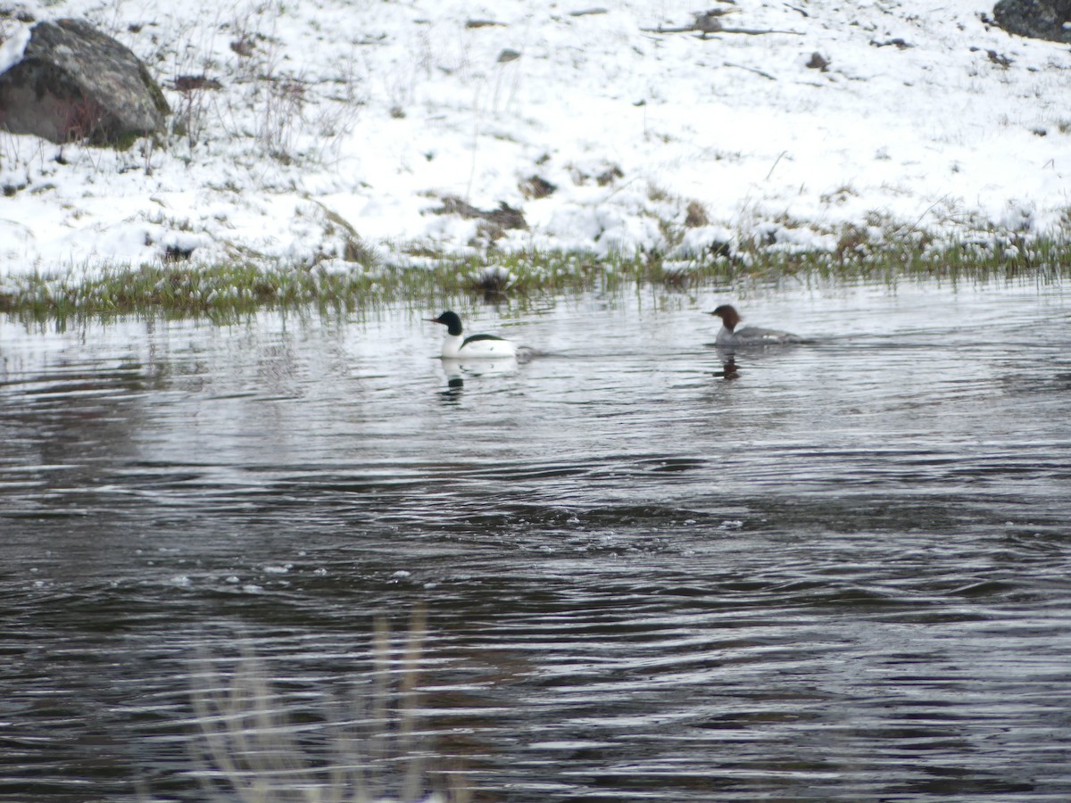 カワアイサ - ML619693955