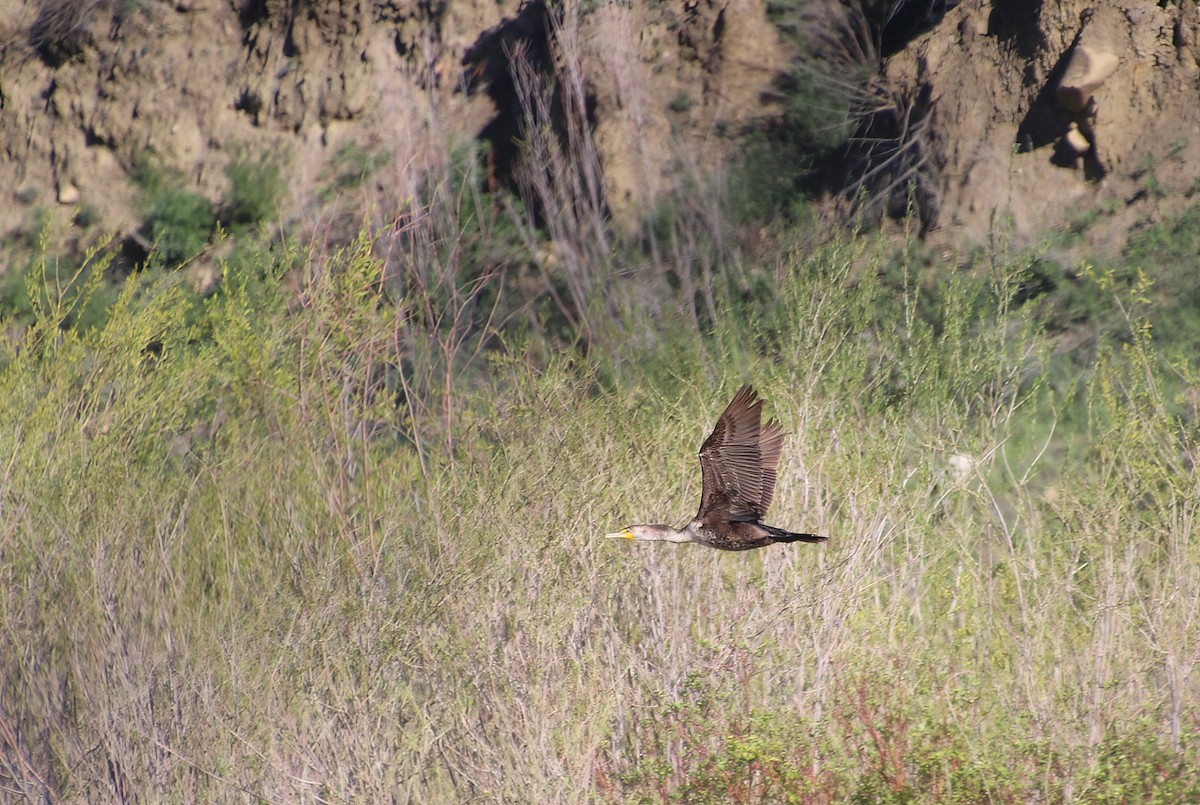 Cormorán Orejudo - ML619693964