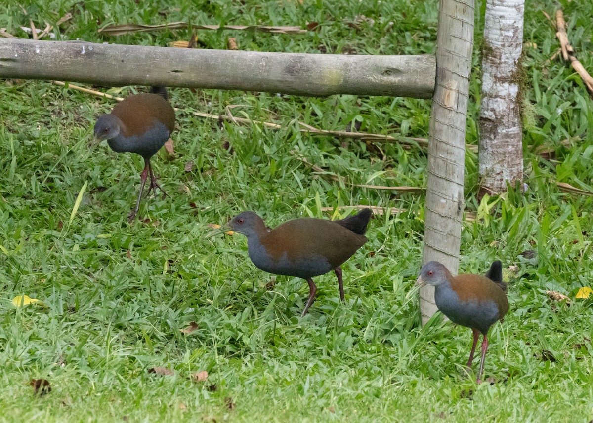 Slaty-breasted Wood-Rail - ML619693968