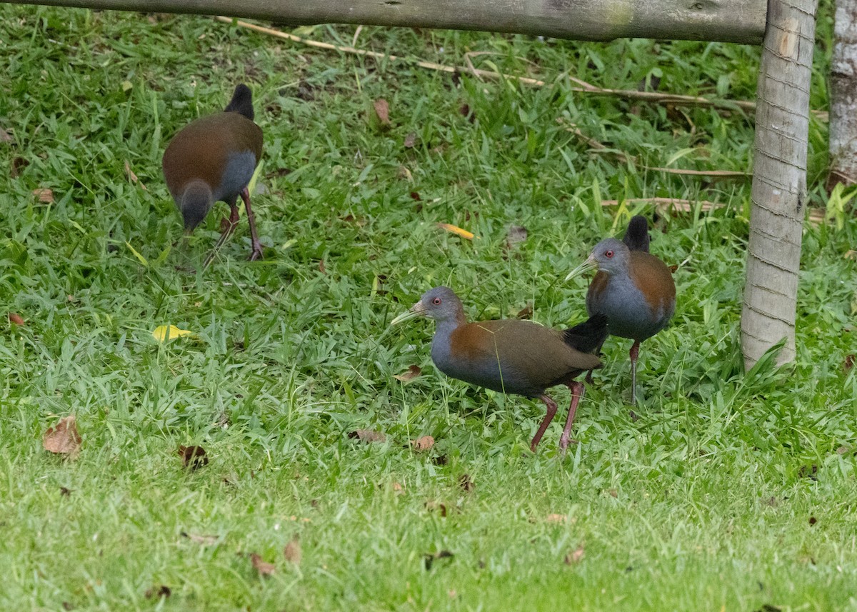 Slaty-breasted Wood-Rail - ML619693969