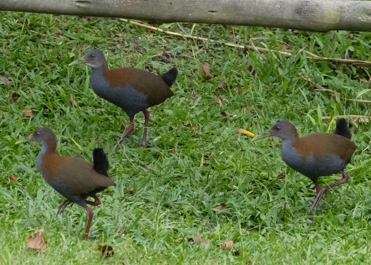 Slaty-breasted Wood-Rail - ML619693972