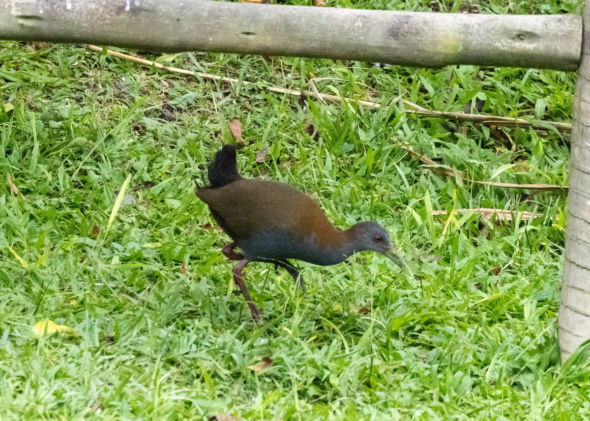 Slaty-breasted Wood-Rail - ML619693974