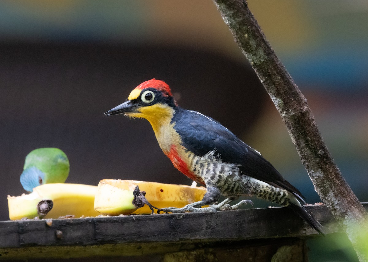 Yellow-fronted Woodpecker - ML619693986