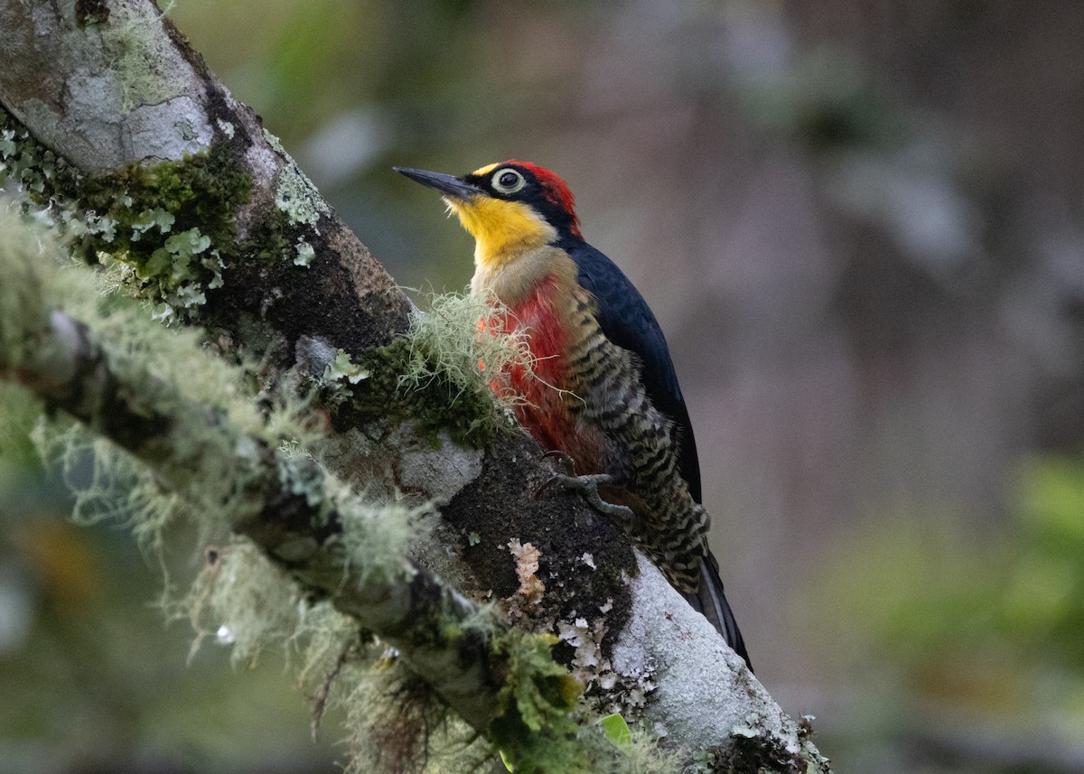 Yellow-fronted Woodpecker - ML619693987