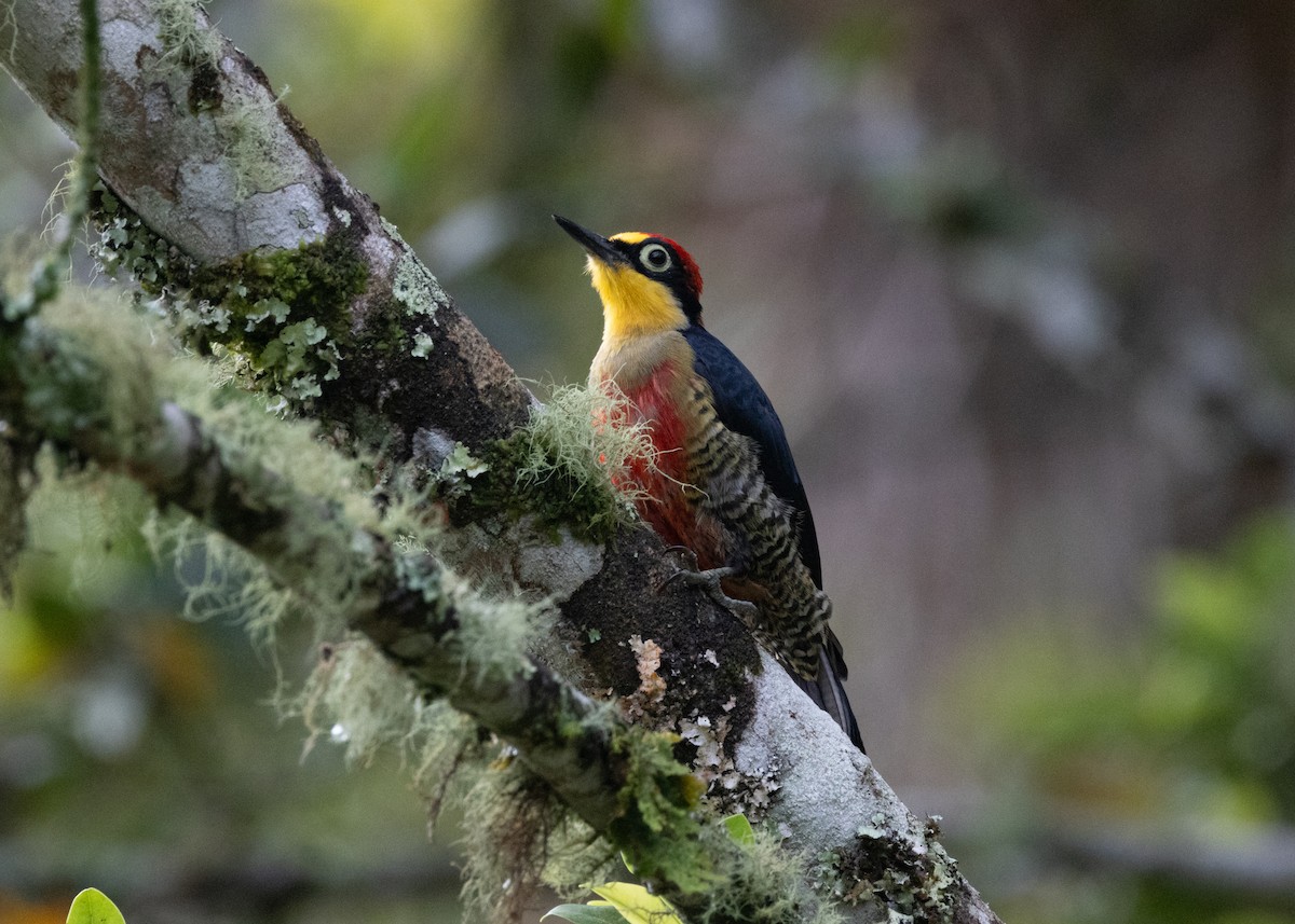 Yellow-fronted Woodpecker - Silvia Faustino Linhares