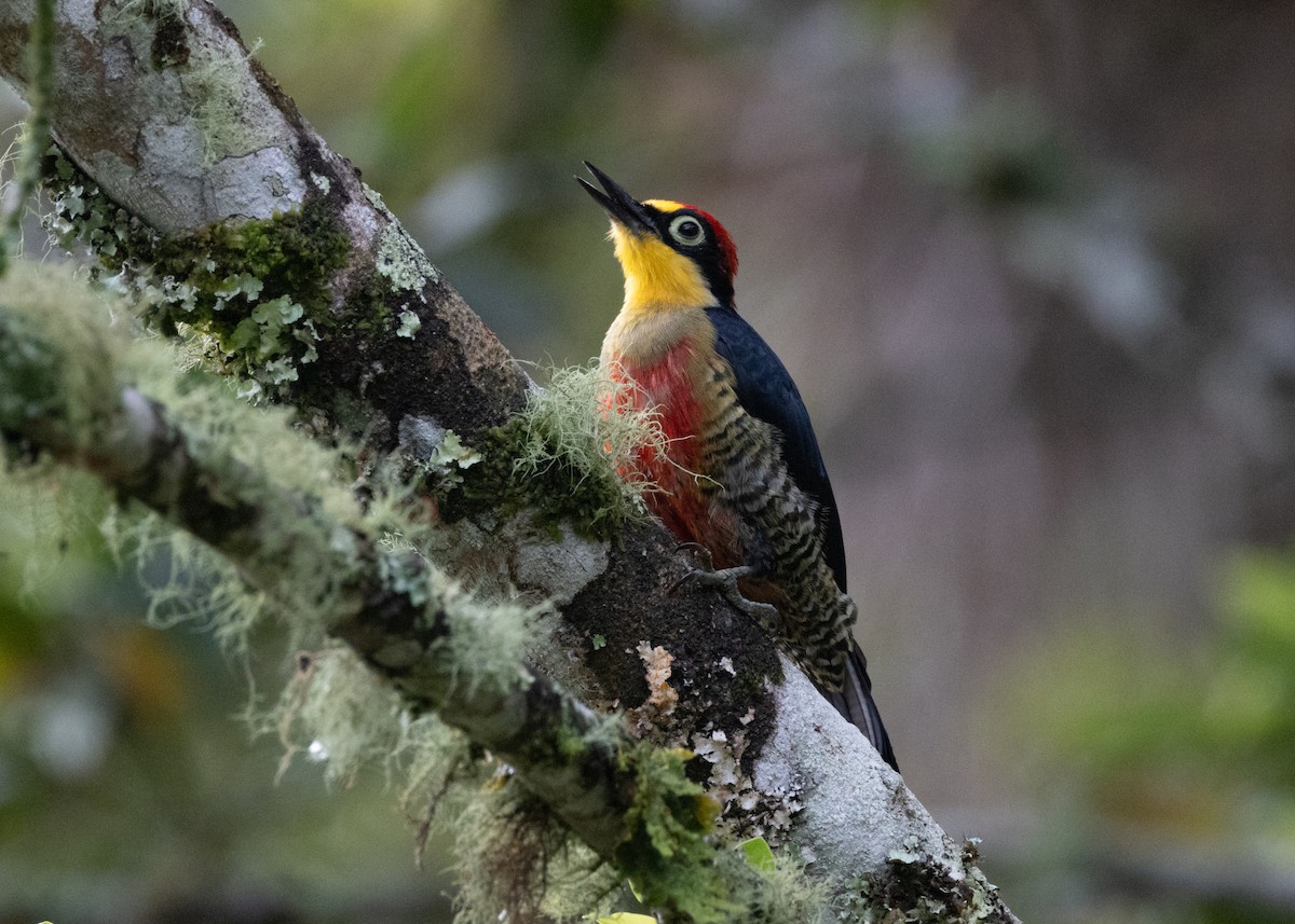 Yellow-fronted Woodpecker - ML619693989