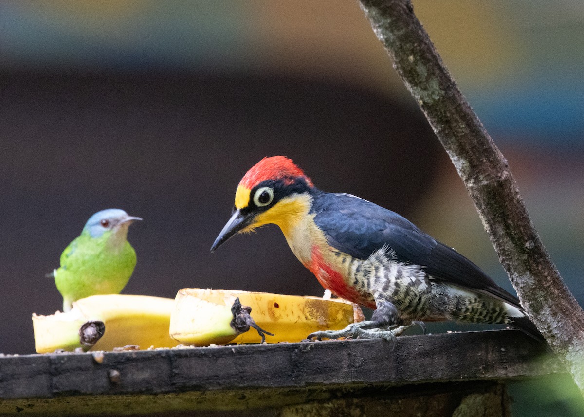 Yellow-fronted Woodpecker - ML619693991