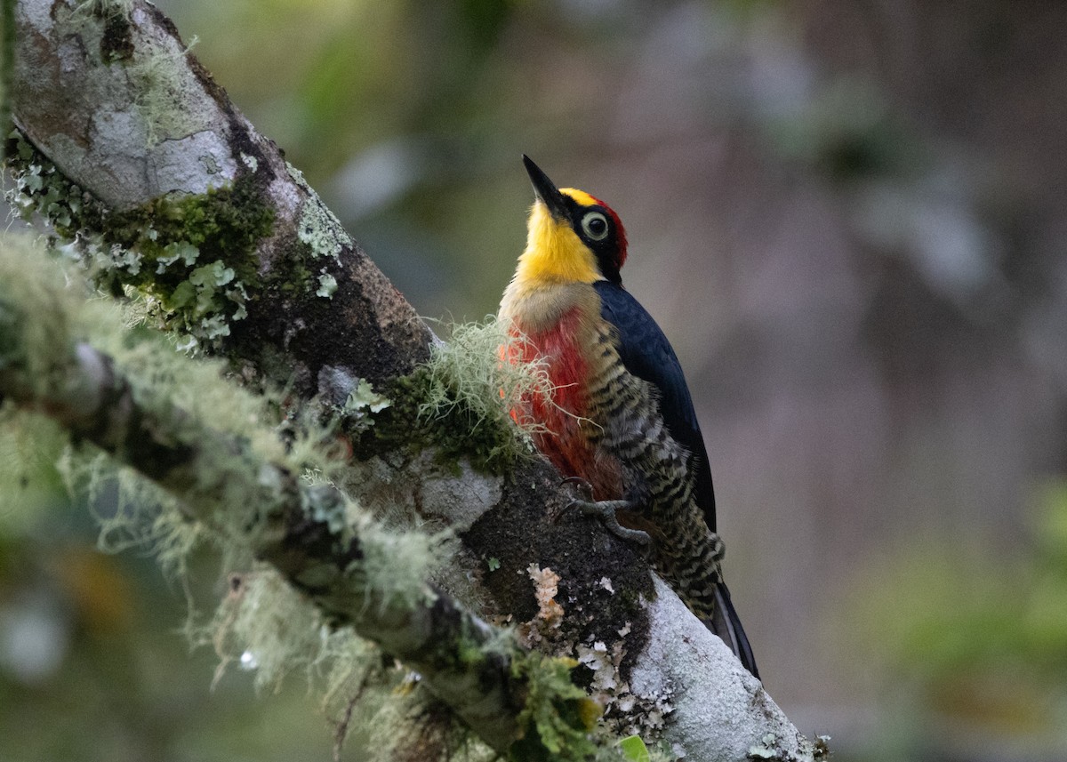 Yellow-fronted Woodpecker - ML619693992