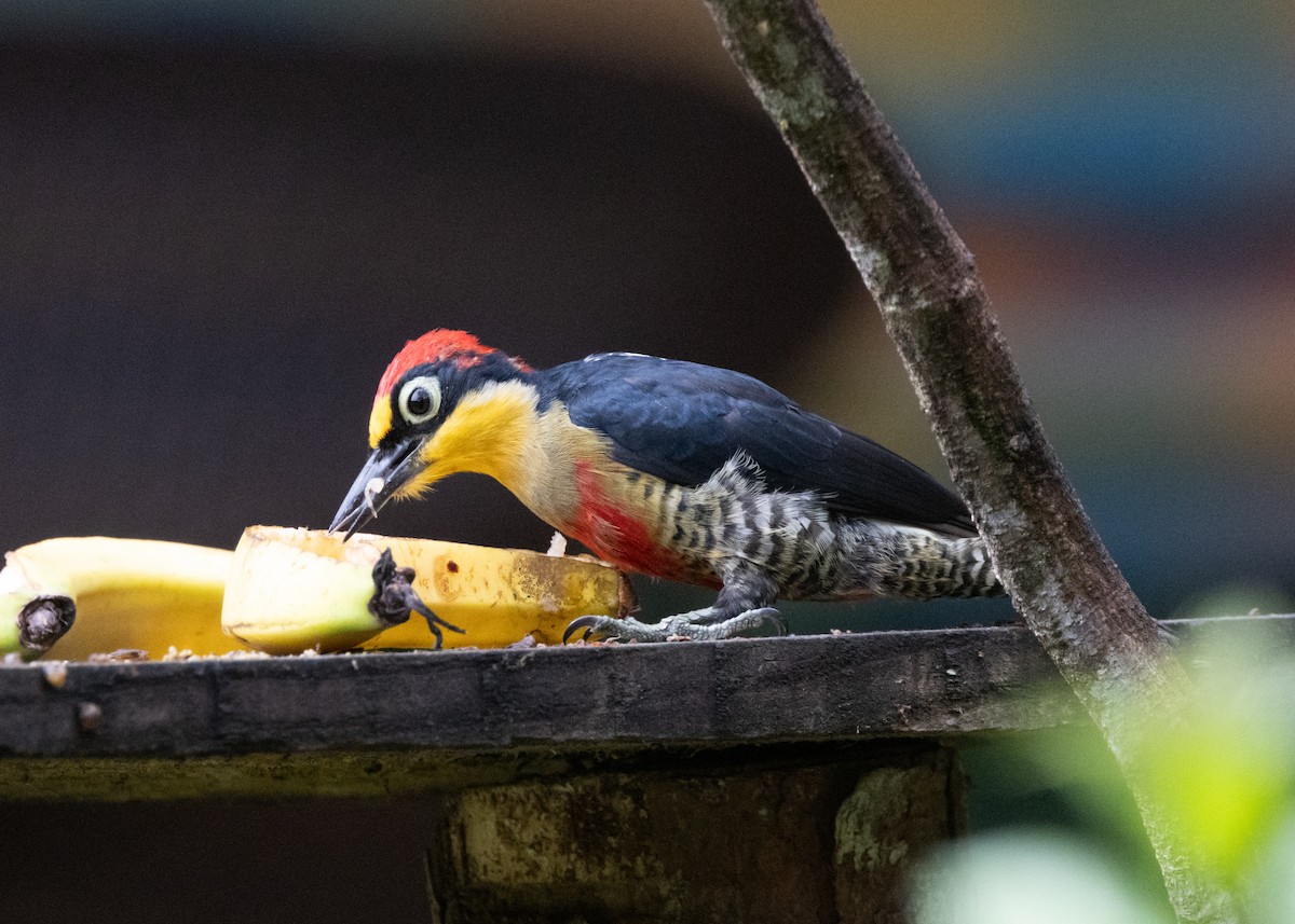 Yellow-fronted Woodpecker - ML619693994