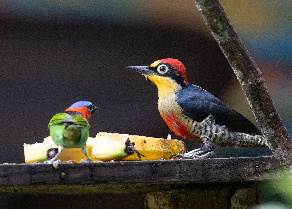 Yellow-fronted Woodpecker - ML619693995
