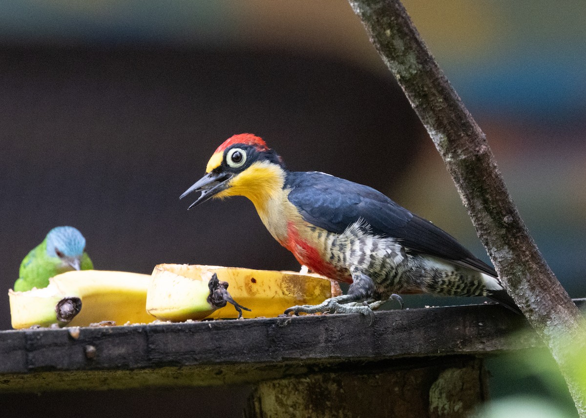 Yellow-fronted Woodpecker - ML619693996