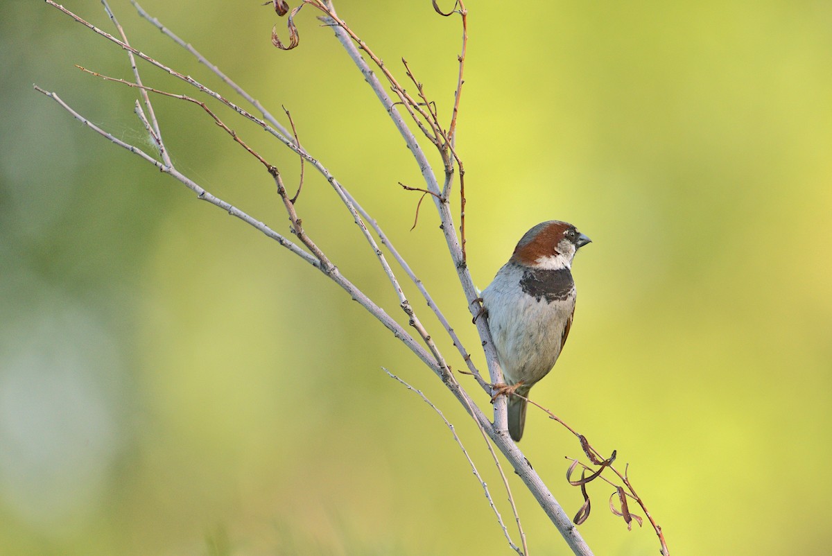 House Sparrow - ML619694001